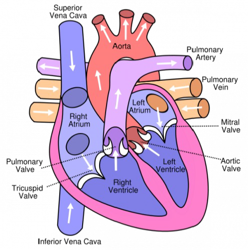 heart-diagram